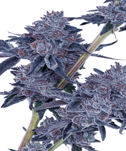 Alternative view of FLVR Gems - Blue Sapphire