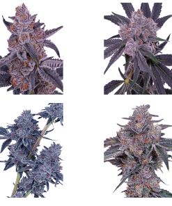 Alternative view of FLVR Gems - Mixed Zip