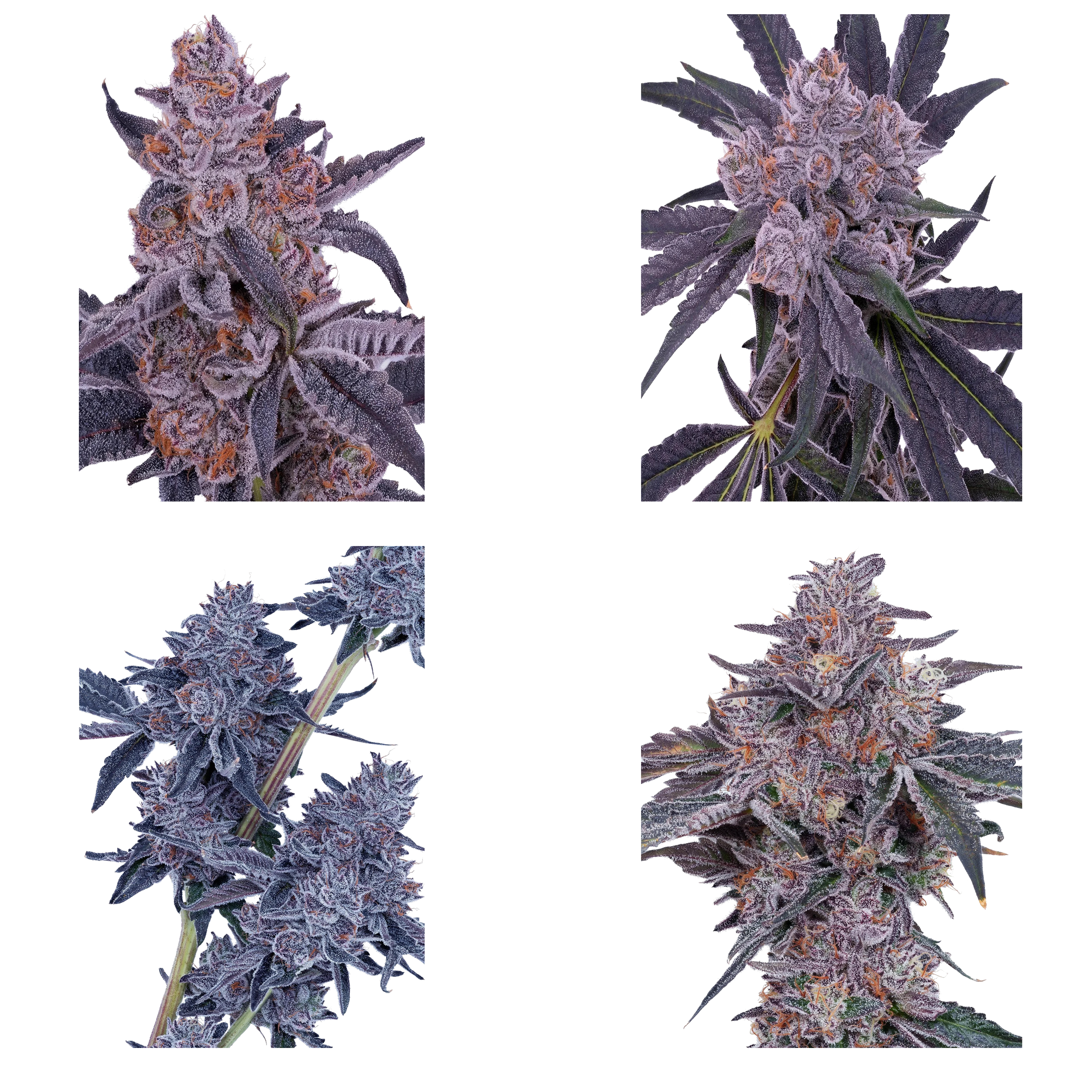FLVR Gems - Half Zip - Image 2