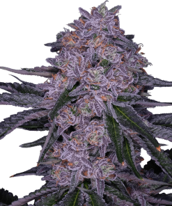 Alternative view of FLVR'S Jams - Blackberry